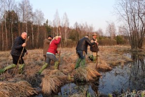 Прогулка по низинному болоту
